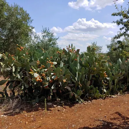 Tatil Evi Trullo Gioioso