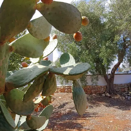 Tatil Evi Trullo Gioioso